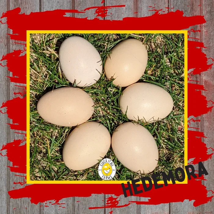 One Dozen Hedemora Chicken Hatching Eggs
