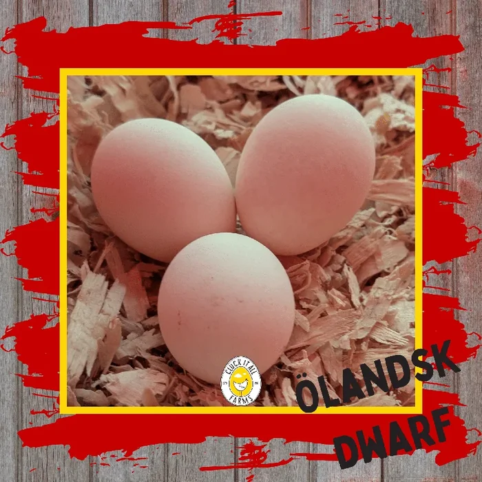 One Dozen Ölandsk Dwarf Chicken Hatching Eggs